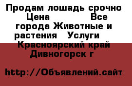 Продам лошадь срочно › Цена ­ 30 000 - Все города Животные и растения » Услуги   . Красноярский край,Дивногорск г.